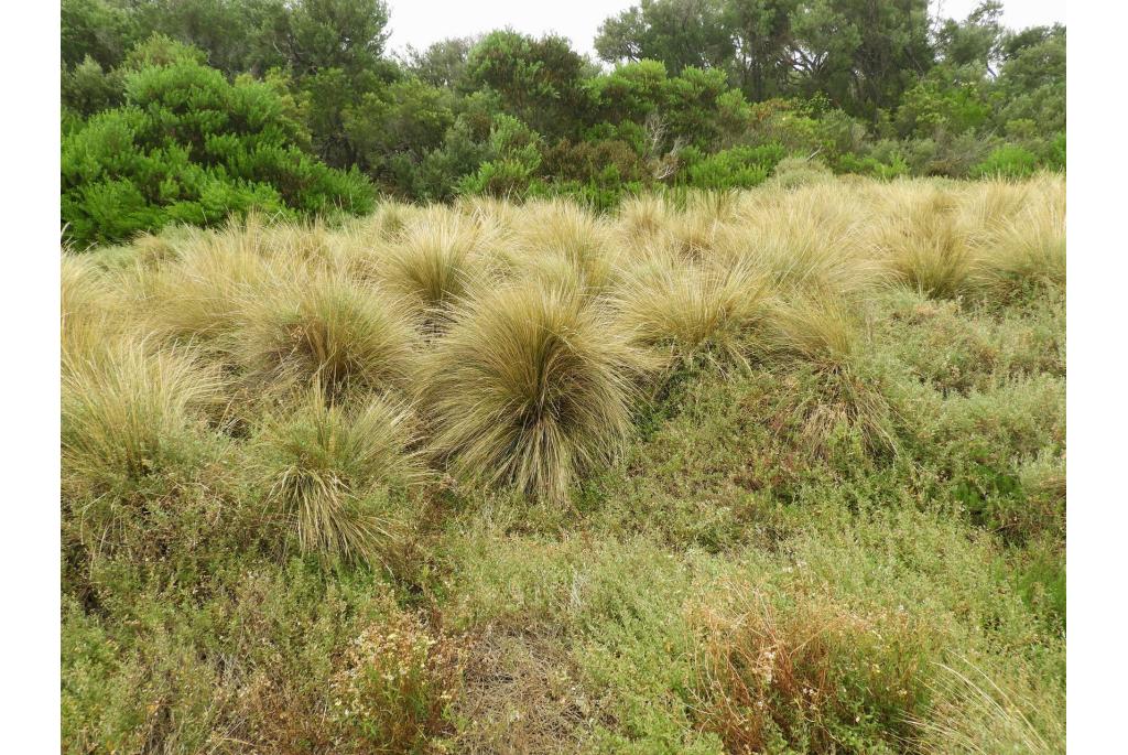 Kust austrostipa