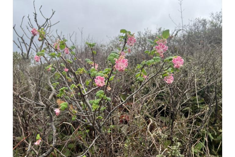 Ribes sanguineum -11730