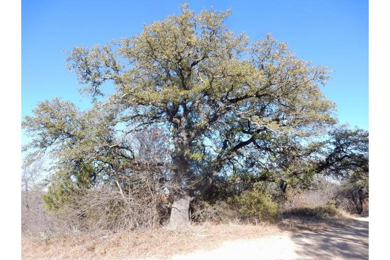 Quercus fusiformis -11734