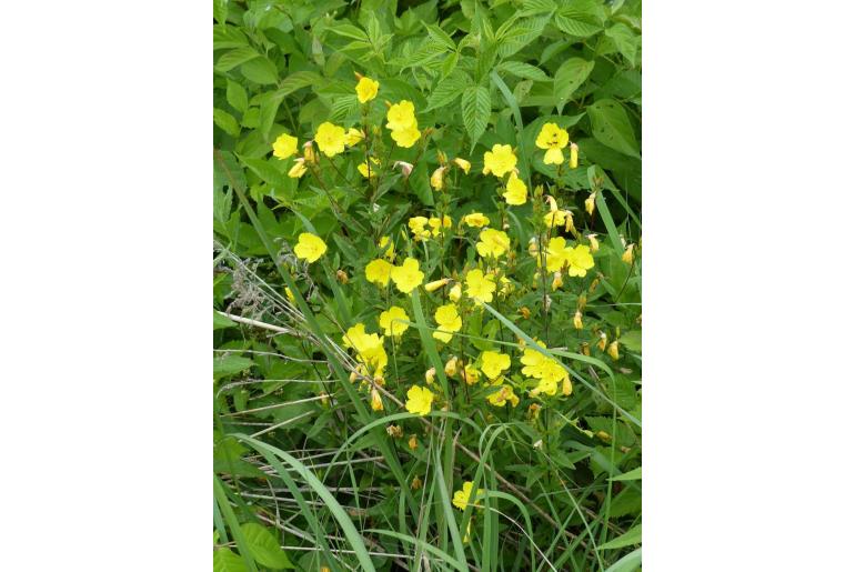 Oenothera tetragona -11735