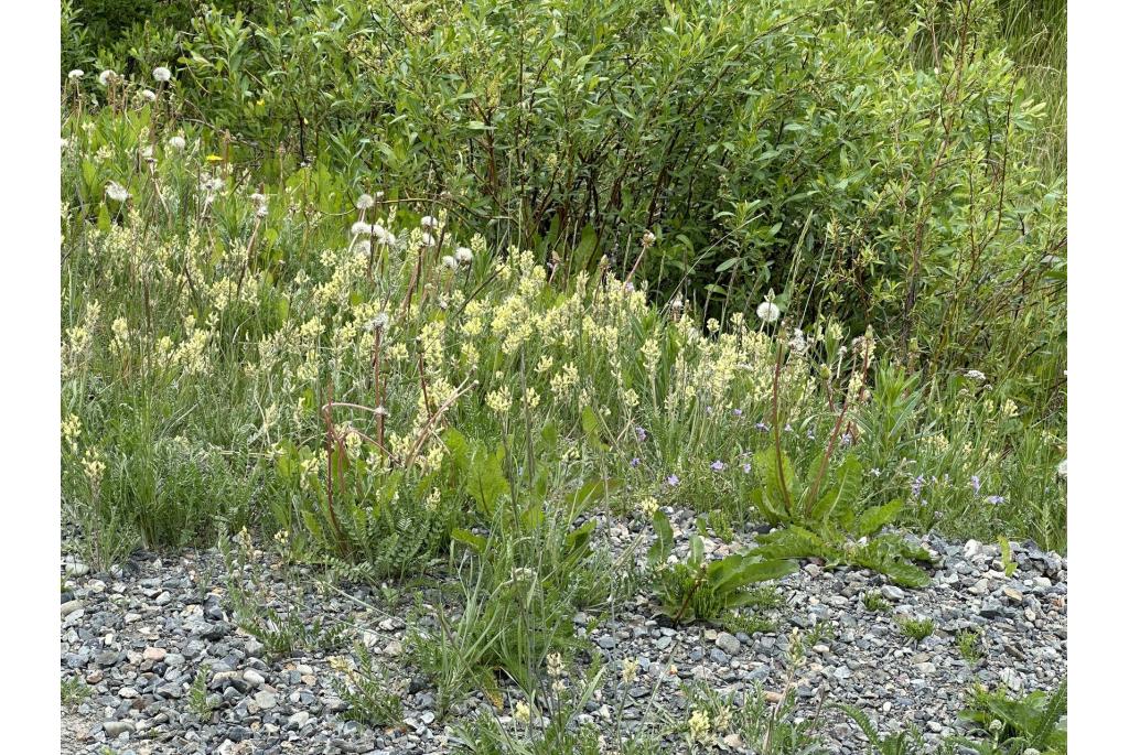 Gras oxytropis