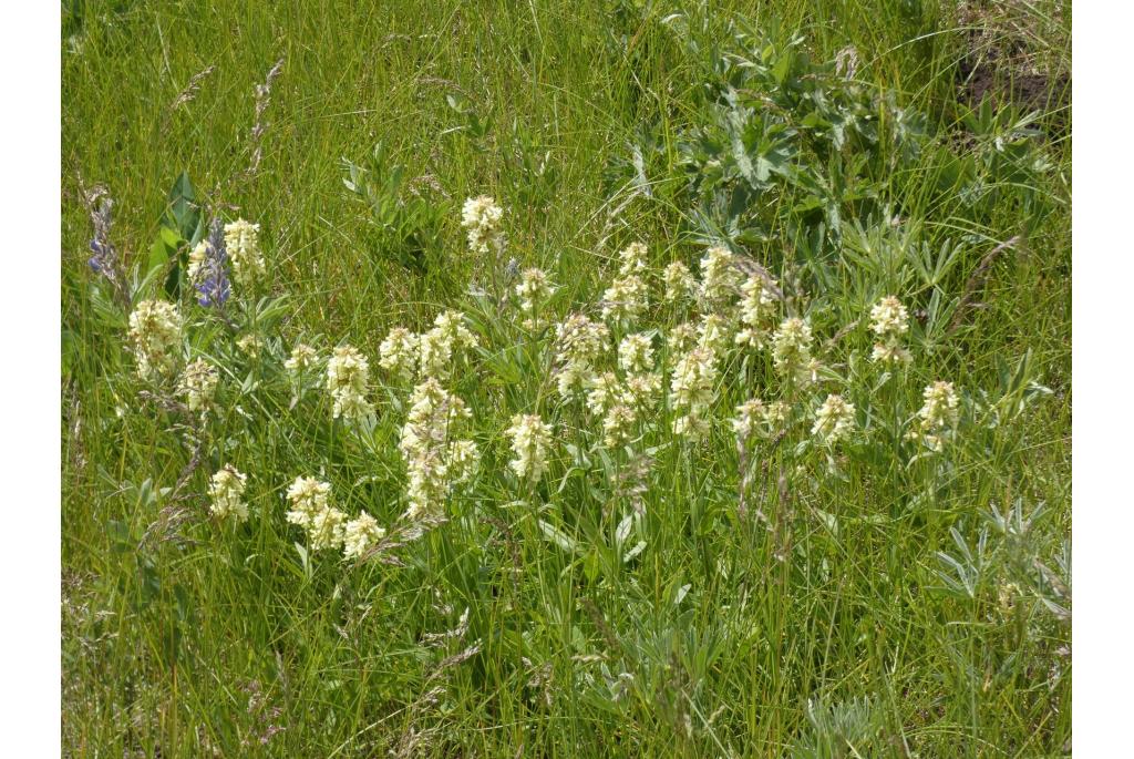 Dichtgroeiende penstemon