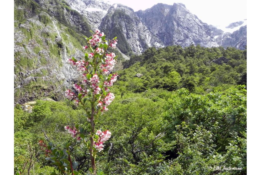 Alpine escallonia