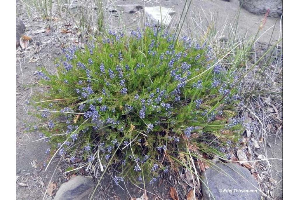 Gnidia-achtige polygala