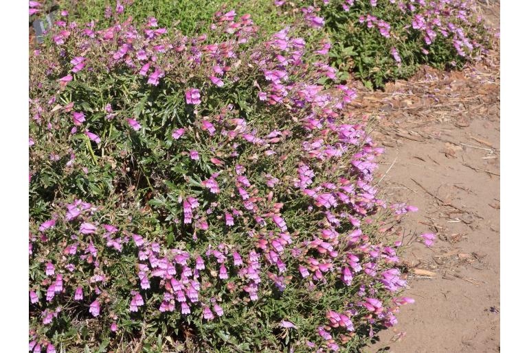 Penstemon richardsonii -11755