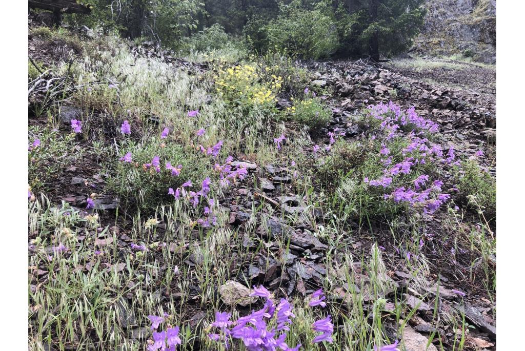 Scouler's penstemon