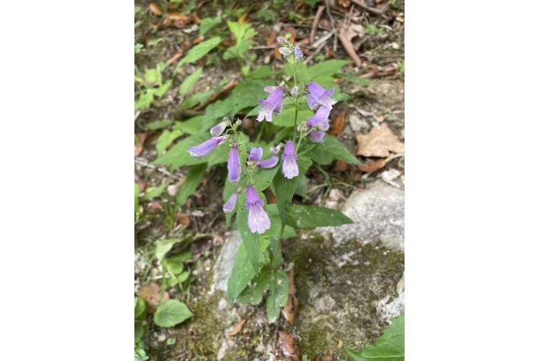 Penstemon smallii -11758