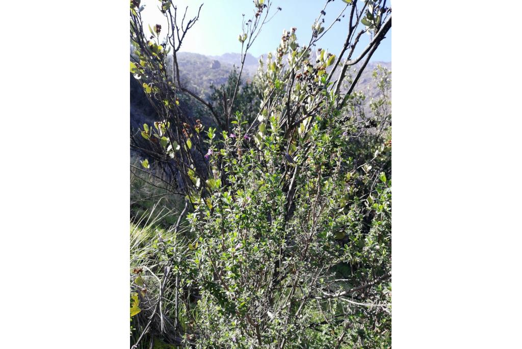 Chileense clinopodium