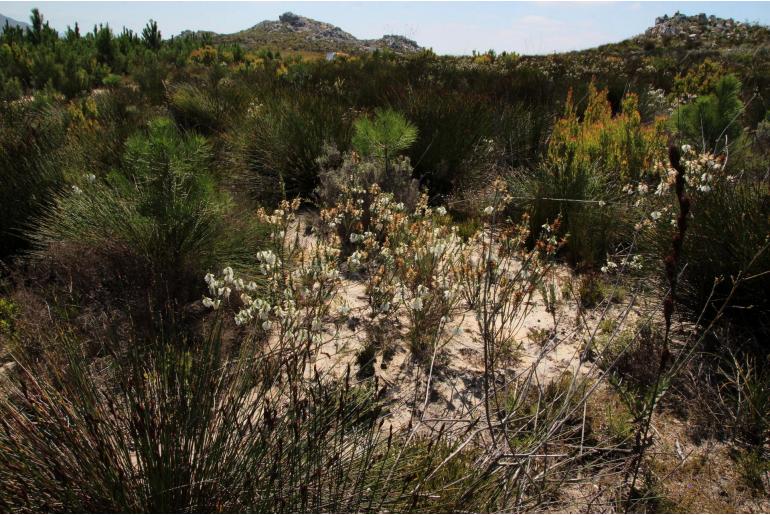 Erica viscaria ssp pendula -11774