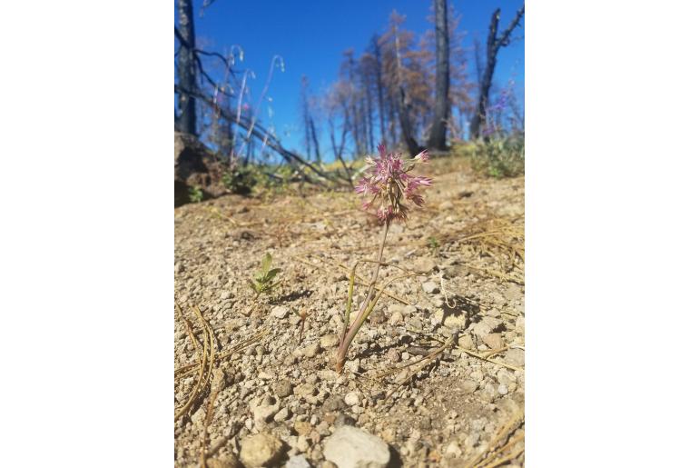 Allium campanulatum -11777