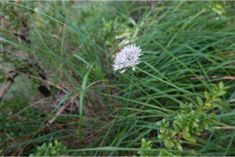 Allium pyrenaicum -11789