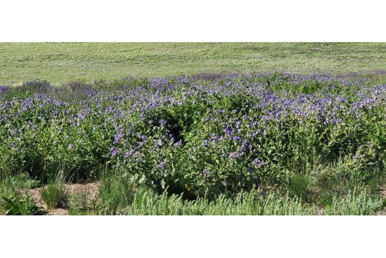 Polemonium foliosissimum -11794