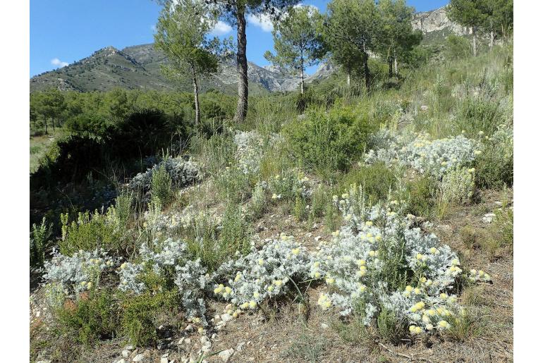 Anthyllis tejedensis -11796