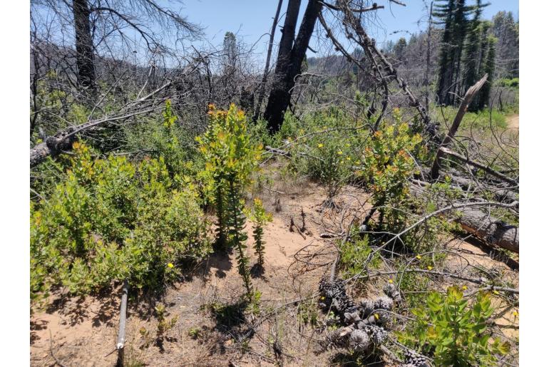 Arctostaphylos andersonii -11798