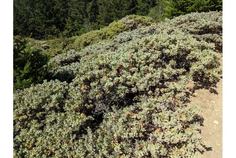 Arctostaphylos canescens -11799