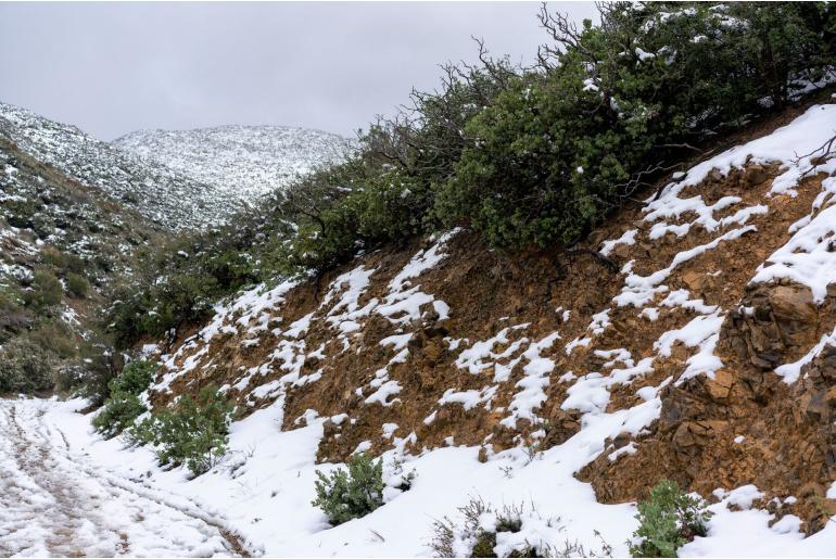 Arctostaphylos glandulosa -11800