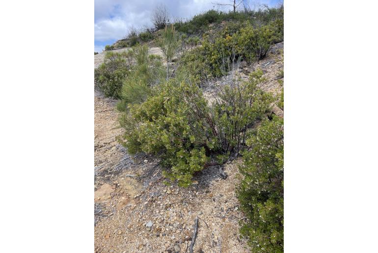 Arctostaphylos nummularia ssp nummularia -11801