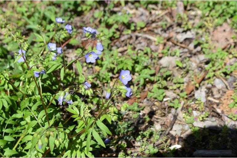 Polemonium reptans -11805