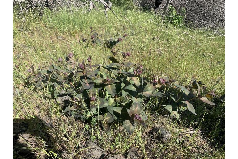 Asclepias cordifolia -11806