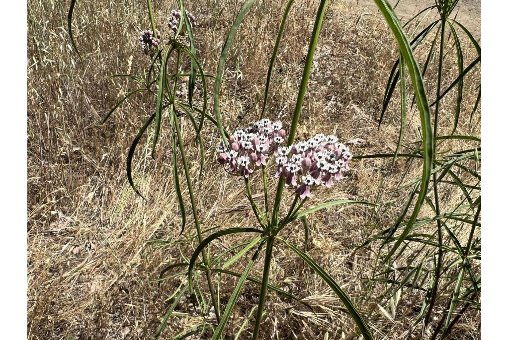 Smalbladige asclepias