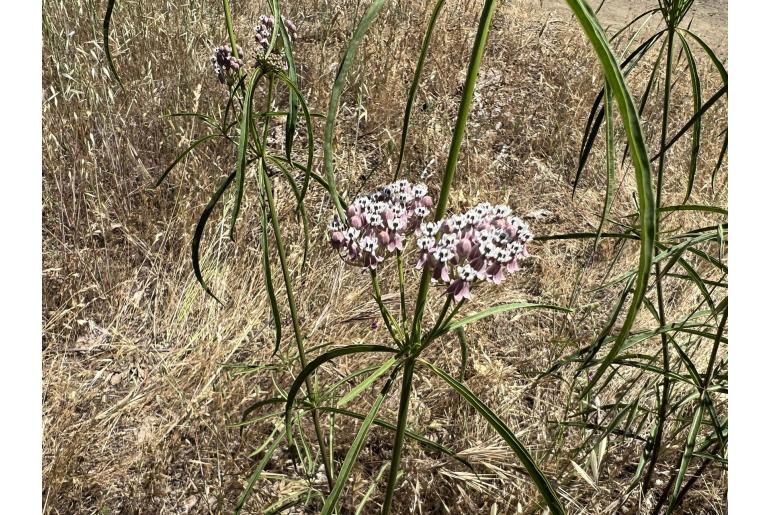 Asclepias fascicularis -11807