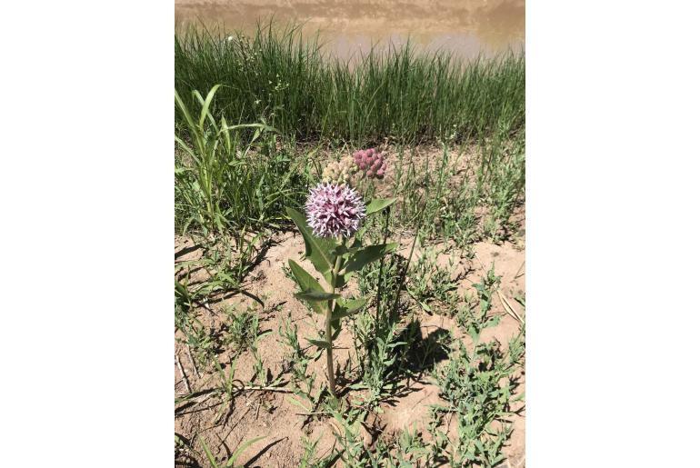 Asclepias speciosa -11808