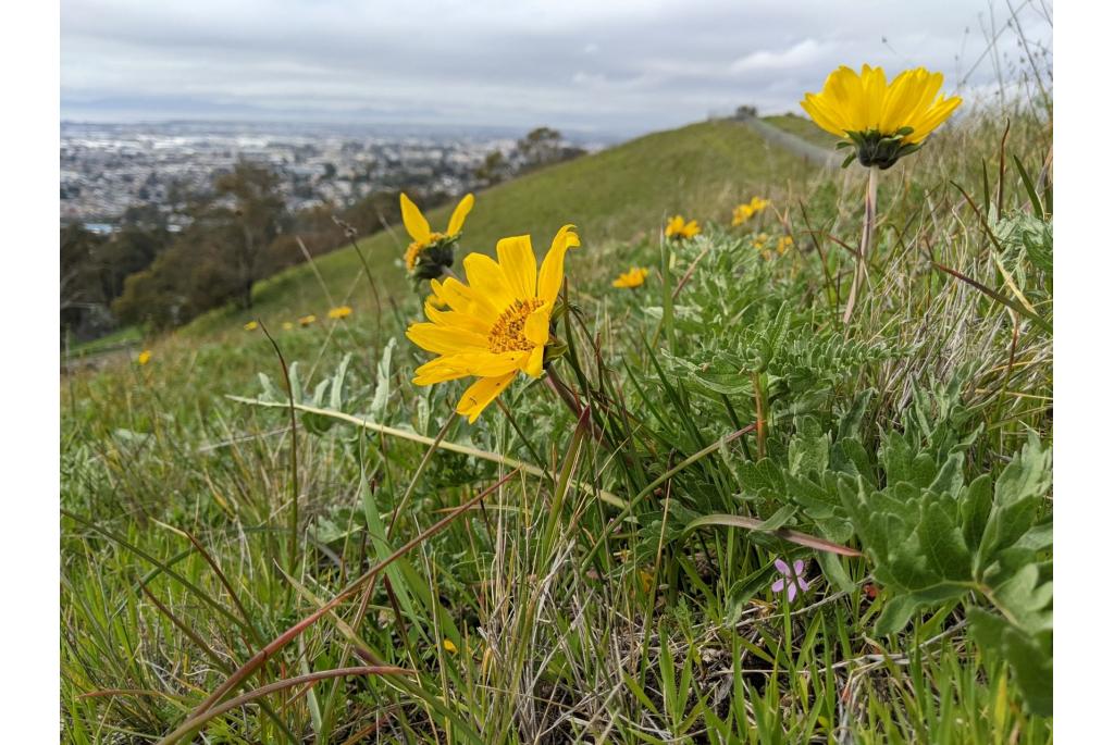 Californische balsamorhiza