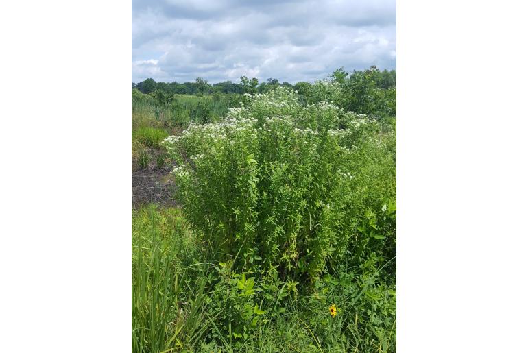 Pycnanthemum verticillatum var pilosum -11824