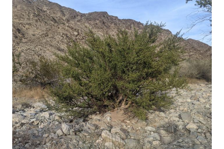 Bursera microphylla -11834