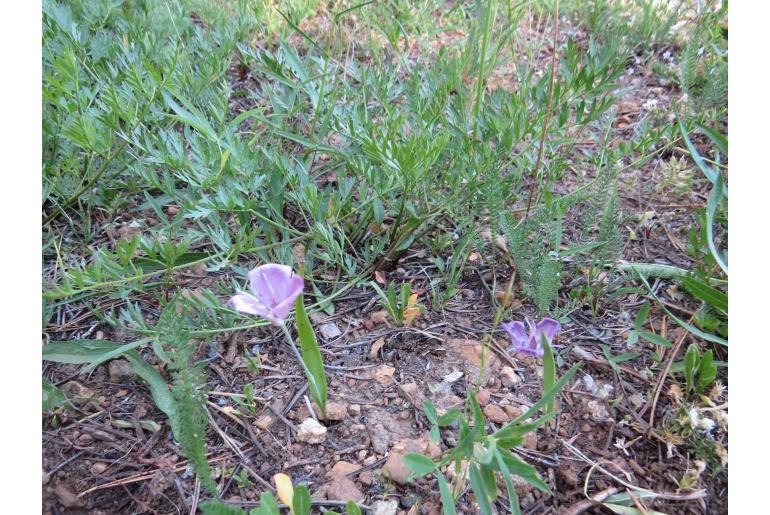 Calochortus nudus -11837