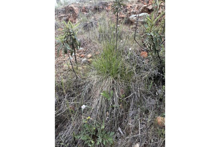 Calochortus tolmiei -11839