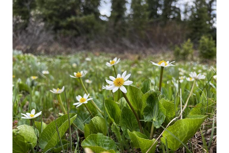 Caltha leptosepala -11842