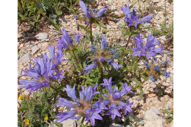 Campanula lingulata -11846