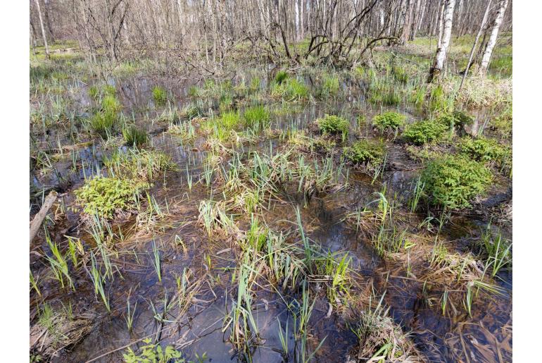 Carex rostrata -11854