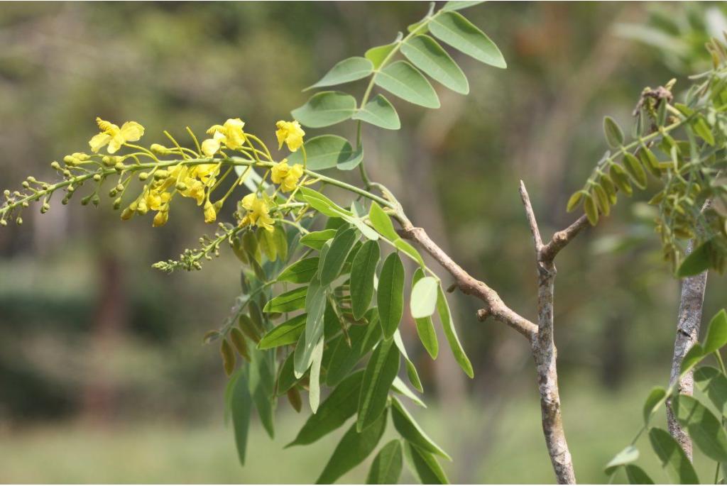 Fluweelachtig Coulteria