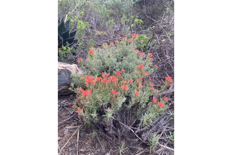 Castilleja foliolosa -11857