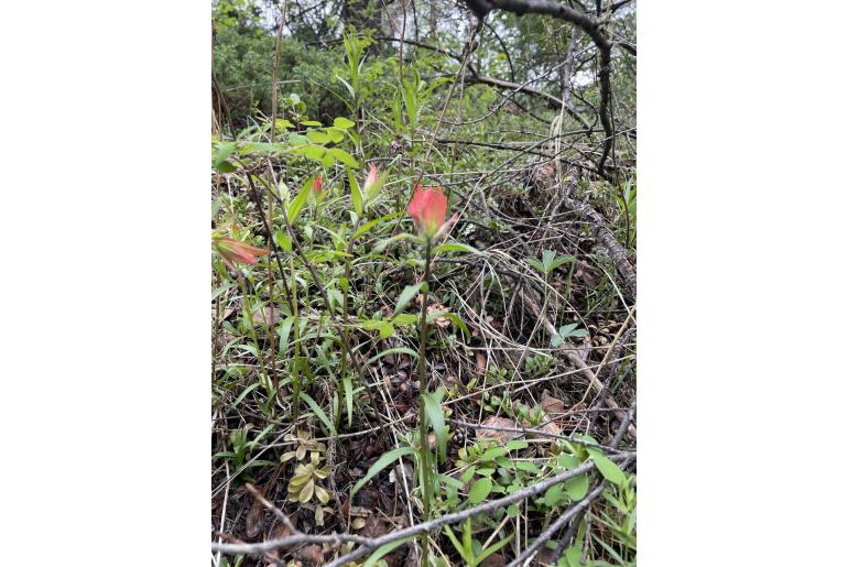 Castilleja miniata -11858