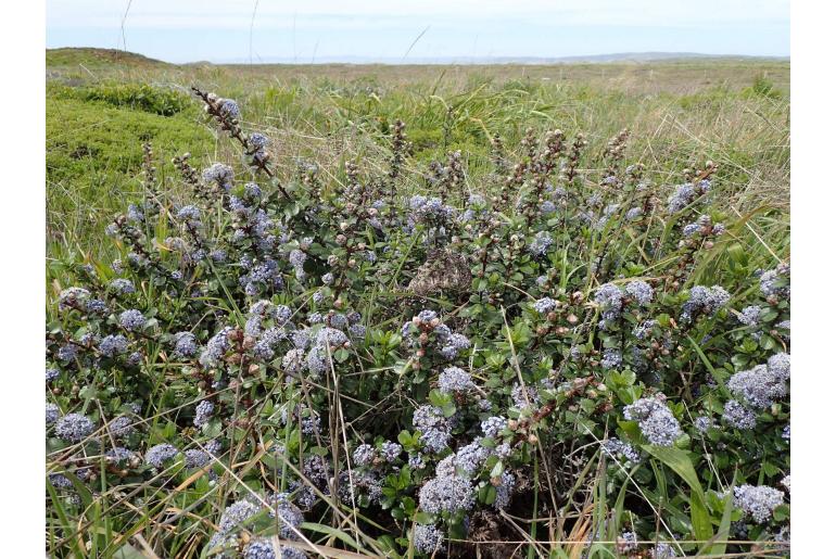 Ceanothus gloriosus -11861