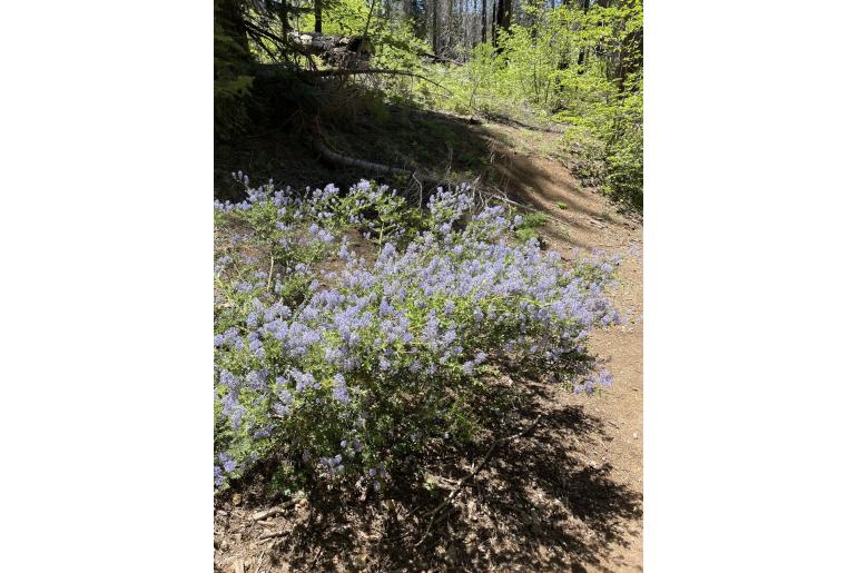 Ceanothus parvifolius -11863