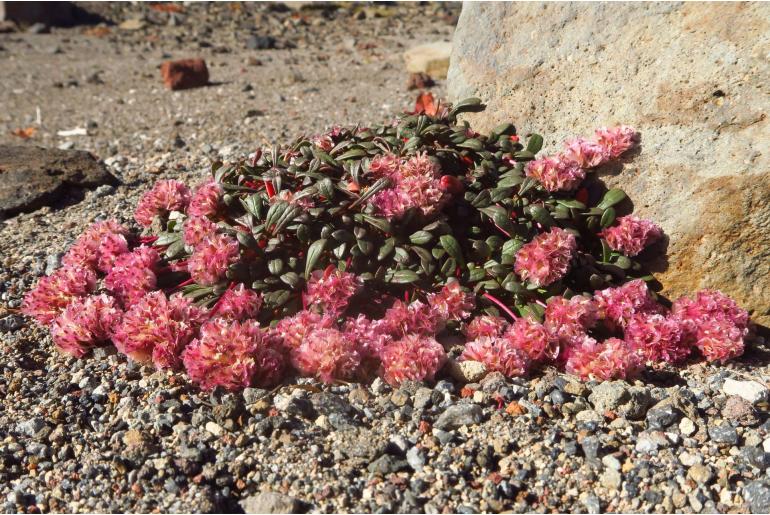 Calyptridium umbellatum -11871