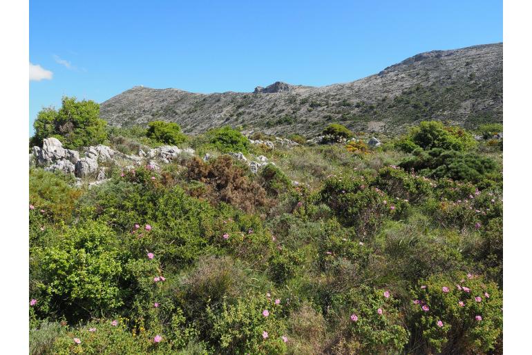 Cistus tauricus -11872