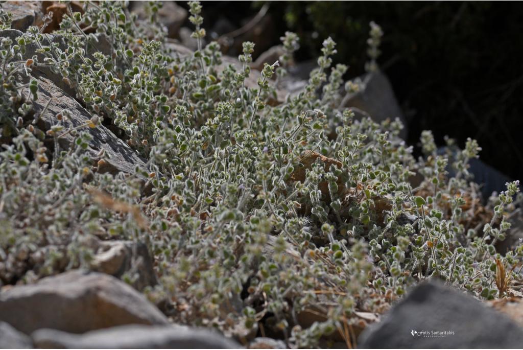 Kretenzische clinopodium