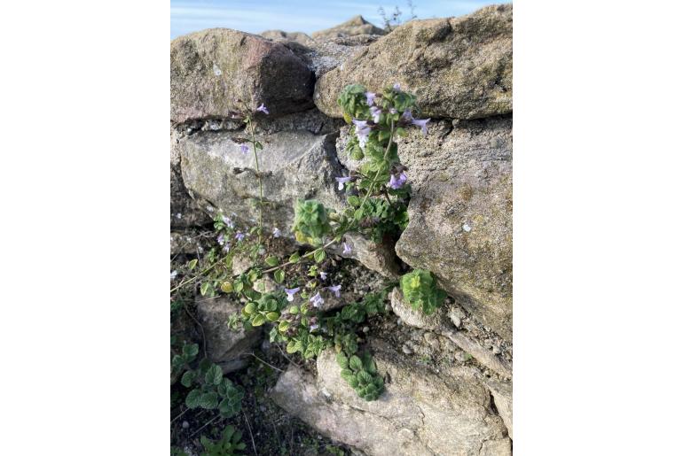 Clinopodium nepeta -11880