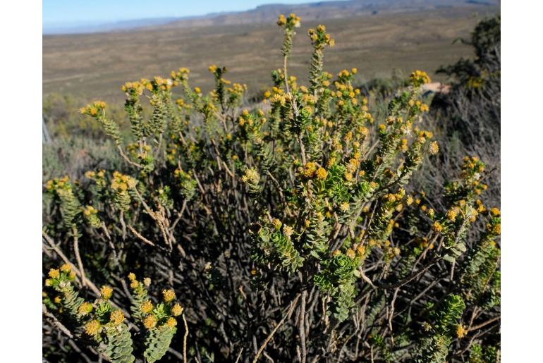 Euryops imbricatus -11898