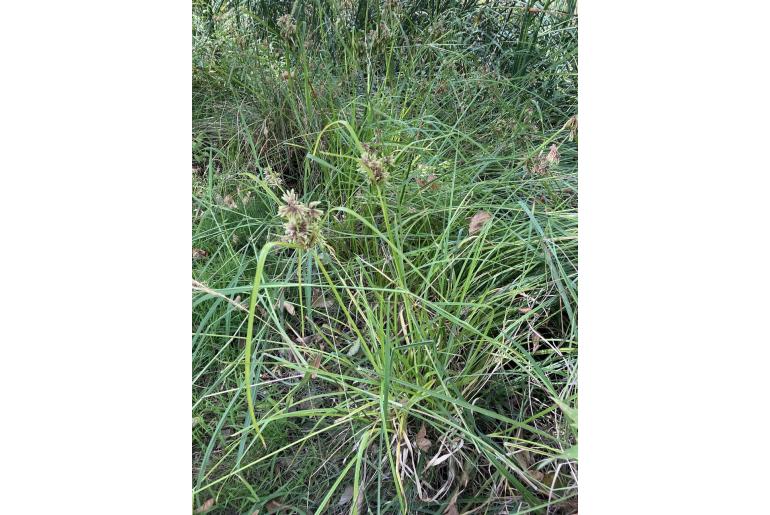 Cyperus eragrostis -11916