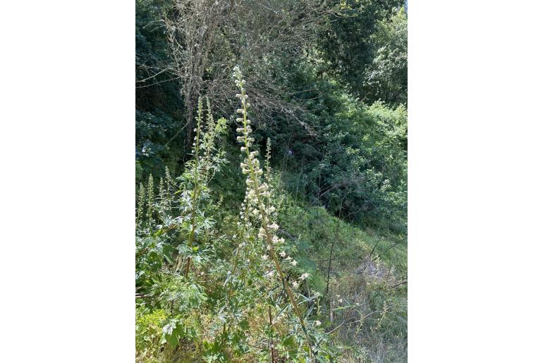 Delphinium californicum -11925