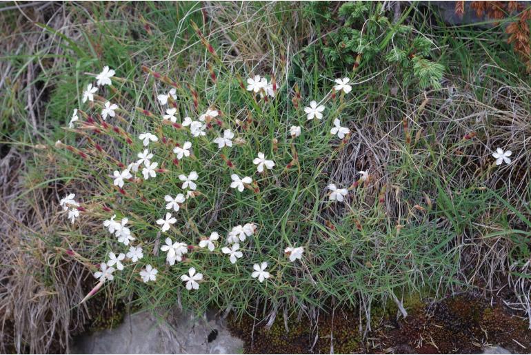 Dianthus petraeus -11929