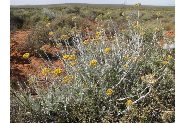 Helichrysum tricostatum -11931