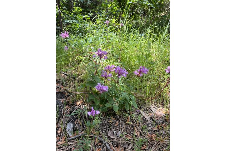 Dichelostemma volubile -11934