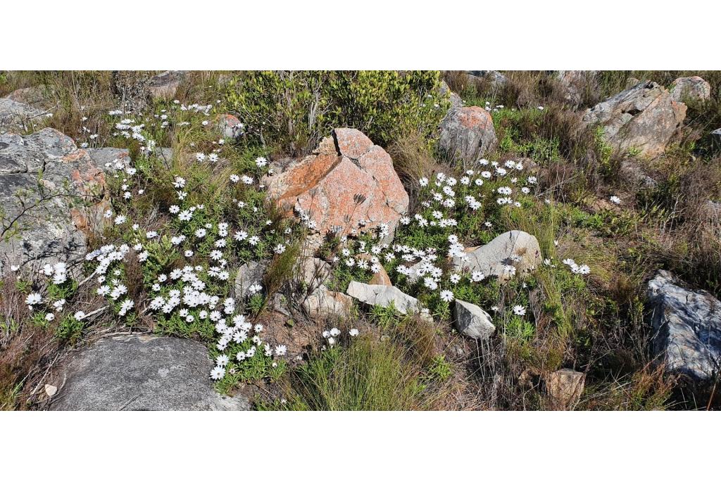 Kaapse margriet met scherp blad